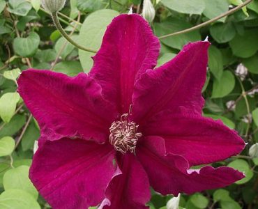 450px-clematis_ernest_markham.jpeg
