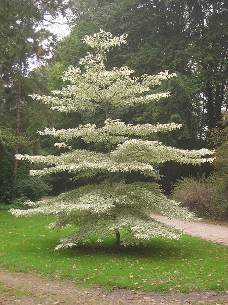 Dereń pagadowy "Variegata"(Cornus controversa)