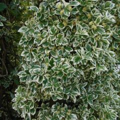 450px-euonymus_fortunei_emerald_gaiety_2020-06-23_08255.jpg