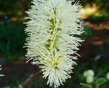 450px-fothergilla_major_002.jpeg