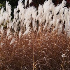 450px-miscanthus_sacchariflorus_miskant_cukrowy_2017-10-15_05.jpg