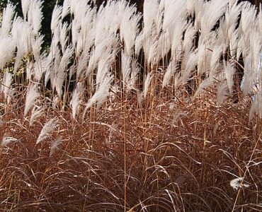 450px-miscanthus_sacchariflorus_miskant_cukrowy_2017-10-15_05.jpg
