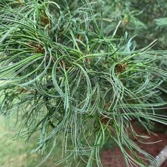 450px-pinus_strobus_contorta_at_the_new_york_botanical_garden_02-1.jpg