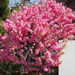 450px-prunus_triloba_var._truncata_01.jpeg