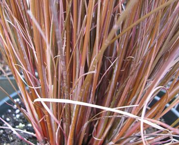 450px-starr-120613-9611-carex_buchananii-stems-home_depot_nursery_kahului-maui_25119122576.jpg