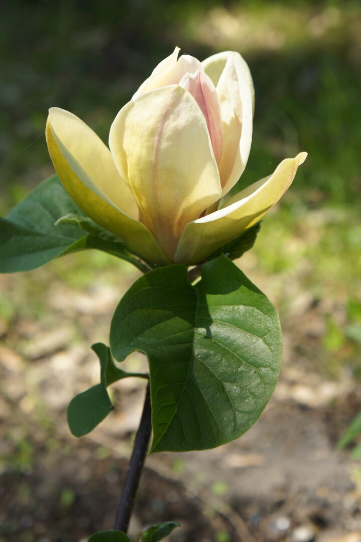 Magnolia ‘Sunsation’ – żółta magnolia do ogrodu, sadzonka 30–50 cm (2 l) - obrazek 2
