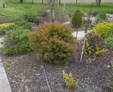 Thuja occidentalis 'Congabe', 2019 photo