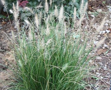 480px-hamelndwarffountaingrass-pennisetumalopecuroideshameln.jpg