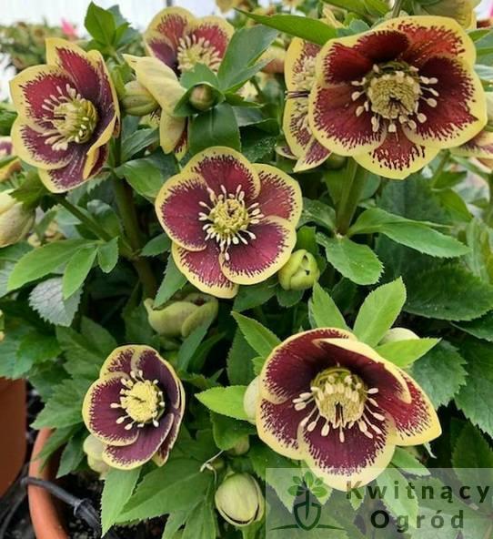 Ciemiernik Rio Carnival (Helleborus Honeymoon)