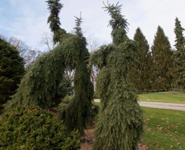 Picea omorika 'Pendula Bruns' (Bruns nursery, Germany 1955) 2019 photo