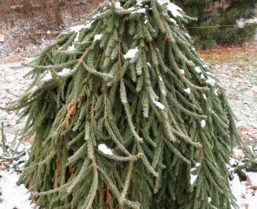 Picea abies 'Frohburg' (A. Haller Nursery, Switzerland in 1973) 2019 photo