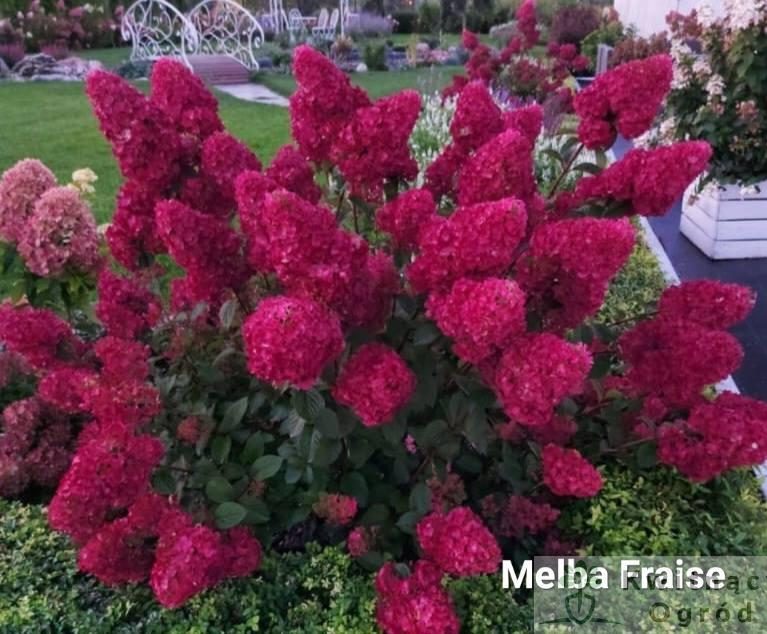 Hortensja bukietowa”Melba Frise”(Hydrangea paniculata)