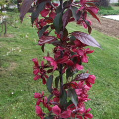 503px-malus_x_purpurea_royalty_a2.jpeg