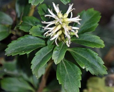 530px-pachysandra_terminalis_kz1.jpeg