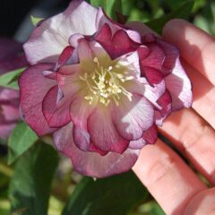 5507854321_18442c0b31_b-rotated-1.jpg