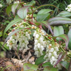 597px-leucothoe_fontanesiana_02.jpg