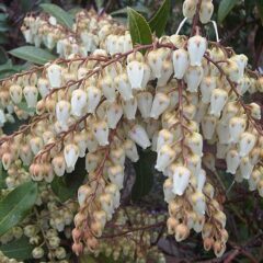 640px-ericales_-_pieris_japonica_-_2.jpg