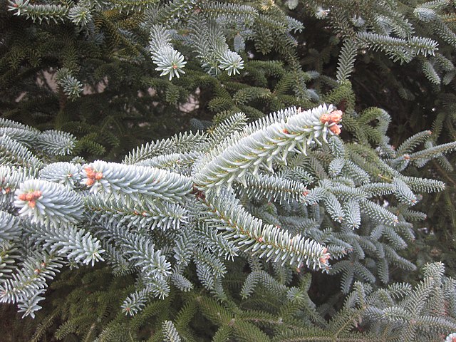 Jodła hiszpańska "Glauca"(Abies pinsapo) - obrazek 3