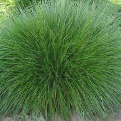 675px-gewoon_roodzwenkgras_festuca_rubra_var._commutata.jpg