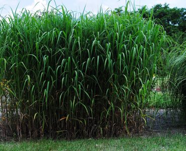 692px-miscantus_cukrowy.jpg
