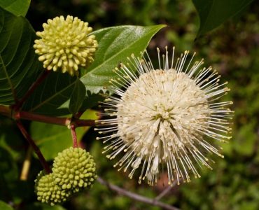 715px-cephalanthus_occidentalis.jpg