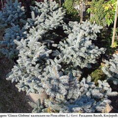 767px-picea_pungens_glauca_globosa.jpg