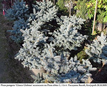 767px-picea_pungens_glauca_globosa.jpg