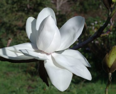 White Magnolia
