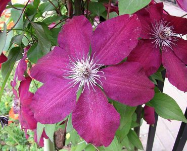 783px-_clematis_westerplatte_-_shanghai_international_flower_show-_17324930876.jpg