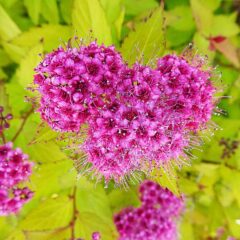 797px-_spiraea_japonica_golden_princess_-_juneau_alaska-_40742872172.jpg