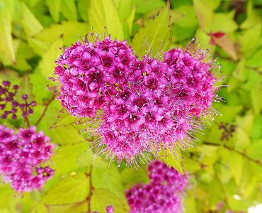 797px-_spiraea_japonica_golden_princess_-_juneau_alaska-_40742872172.jpg