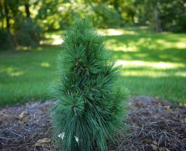 Pinus x schwerinii 'Wiethorst', Hybrid Pine, PLTD 2012