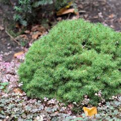 799px-picea_glauca_alberta_globe_alberta_globe_white_spruce__.jpeg