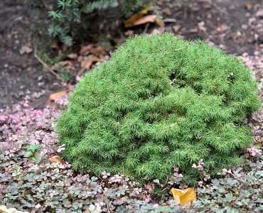 799px-picea_glauca_alberta_globe_alberta_globe_white_spruce__.jpeg