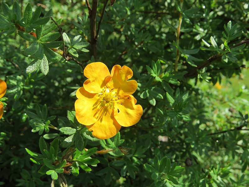Pięciornik krzewiasty "Goldfinger"(Potentilla fruticosa) - obrazek 4