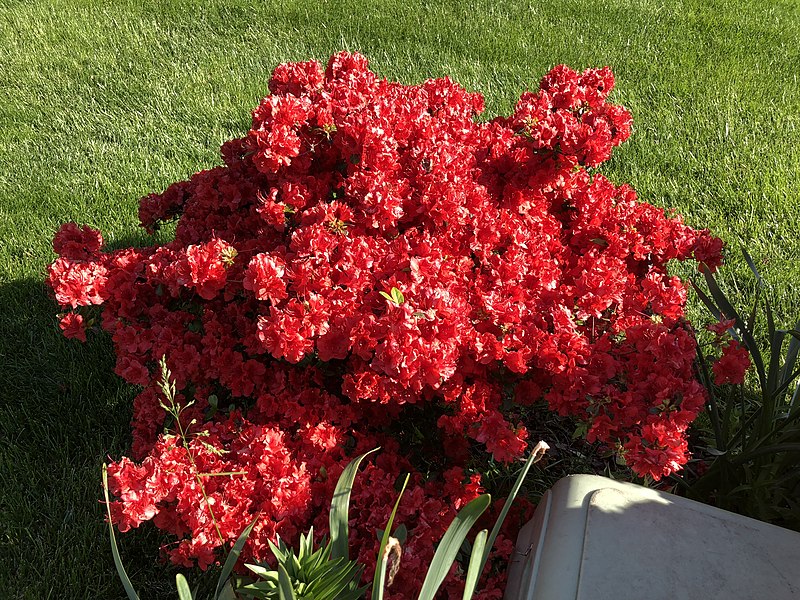 Azalia  wielkokwiatowa "Hybrid"(Rhododendron)