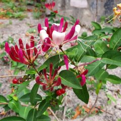 800px-__lonicera_periclymenum.jpg