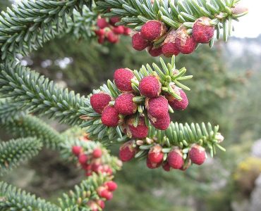 800px-abies_pinsapo_pollen.jpg