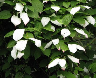 800px-actinidia_kolomikta_dr_szymanowski_aktinidia_pstrolistna_2010-05-15_01.jpg