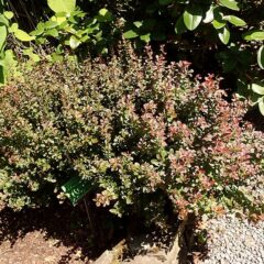 800px-berberis_thunbergii_atropurpurea_nana_2020-06-23_9932.jpg