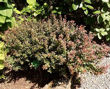 800px-berberis_thunbergii_atropurpurea_nana_2020-06-23_9932.jpg