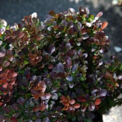 800px-berberis_thunbergii_bagatelle_4zz.jpg