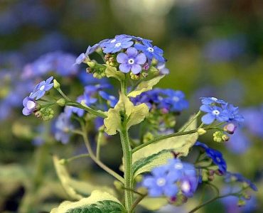 800px-brunnera_macrophylla_variegata_0zz.jpg
