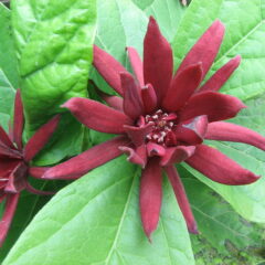 800px-calycanthus_floridus.jpg