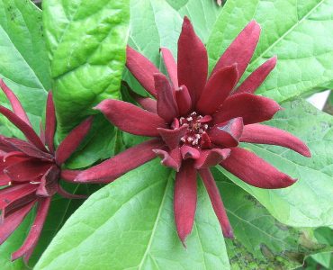 800px-calycanthus_floridus.jpg