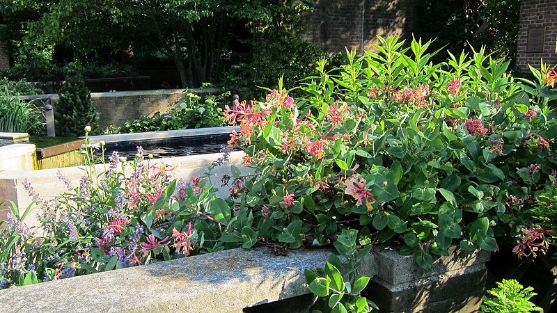 Wiciokrzew "Goldflame" (Lonicera) - obrazek 7