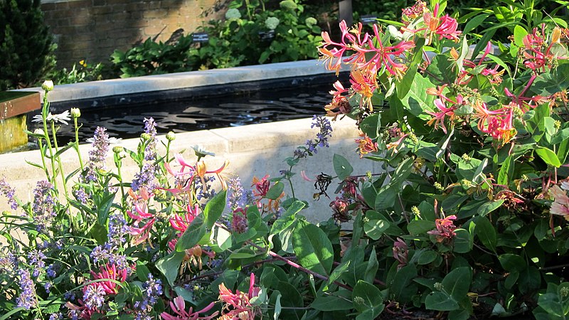 Wiciokrzew "Goldflame" (Lonicera) - obrazek 2