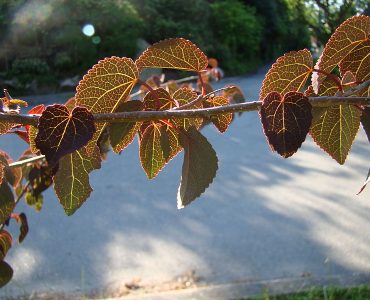 800px-cercidiphyllum_japonicum_rotfuchs.jpg