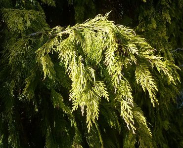 800px-chamaecyparis_lawsoniana_winston_churchill_cupressaceae_detail.jpg