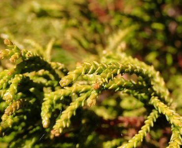 800px-chamaecyparis_obtusa_gitte_2020-06-23_9745.jpg